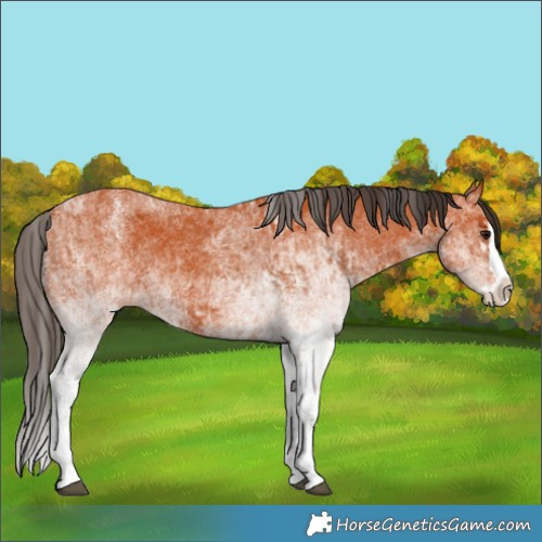 Horse Color:White Spotted Bay Splash and White Spotted Bay Splash