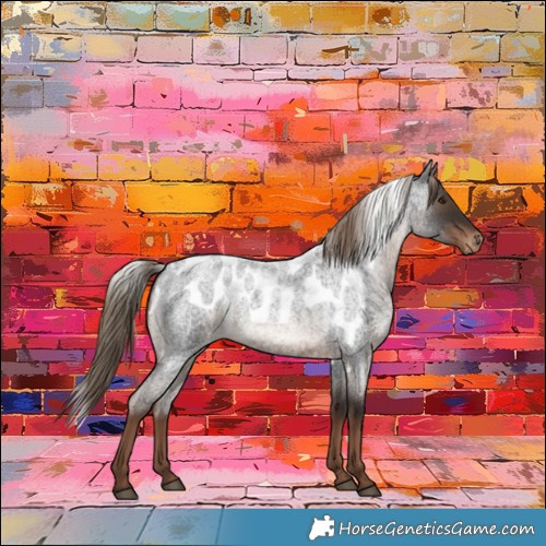 Horse Color:Liver Red Roan Skewed Appaloosa 