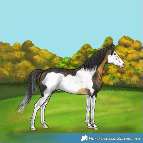 Horse Color:Buckskin Splash Frame Skewed Appaloosa 