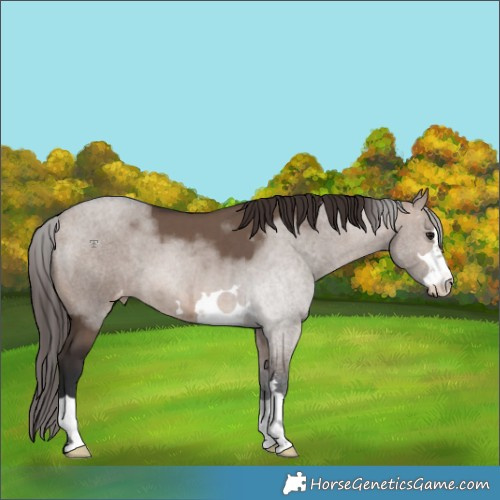 Horse Color:Brown Dun Appaloosa 