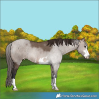 Horse Color:Brown Dun Varnish 