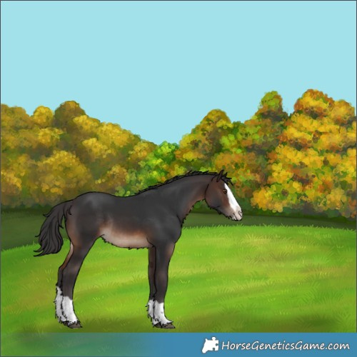 Horse Color:Brown Splash Rabicano 
