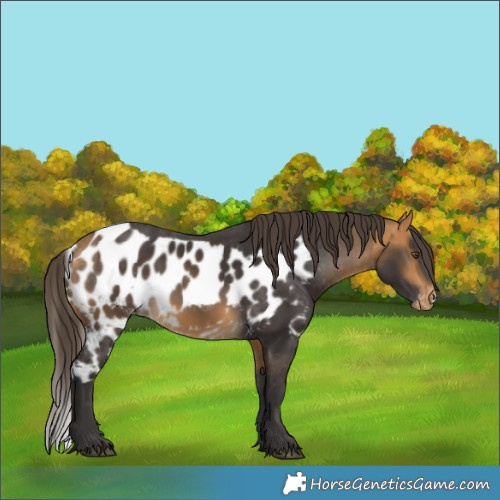Horse Color:Buckskin Skewed LP Spotted Rabicano 