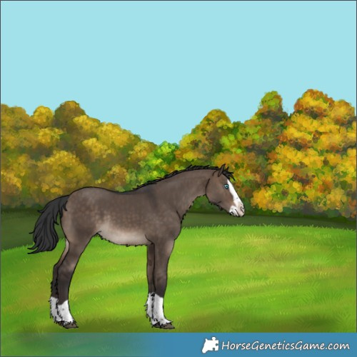 Horse Color:Brown Dun Splash Rabicano 