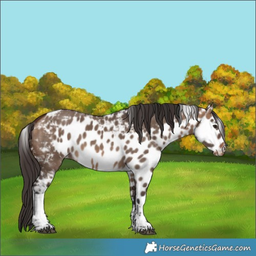 Horse Color:Bay Dun Tobiano Skewed LP Spotted Rabicano 