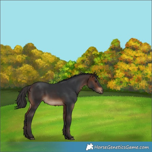 Horse Color:Brown Rabicano 