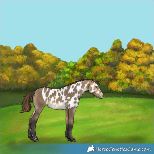 Horse Color:Buckskin Dun Skewed Appaloosa Rabicano