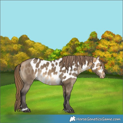 Horse Color:Buckskin Dun Skewed LP Spotted Rabicano 