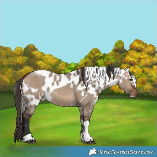 Horse Color:Bay Dun Tobiano Skewed LP Spotted Rabicano 