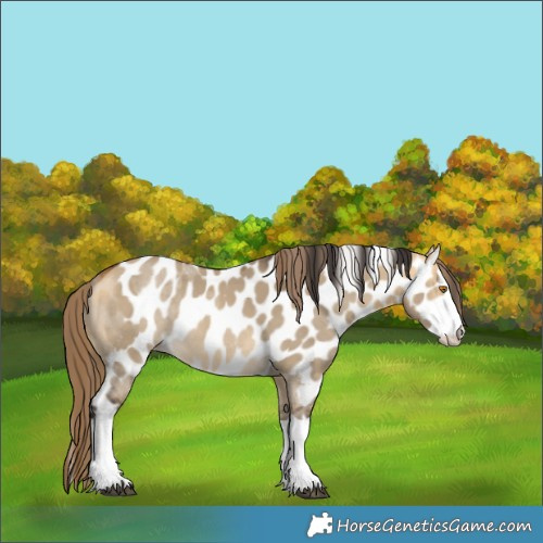 Horse Color:Buckskin Dun Splash Skewed LP Spotted Rabicano