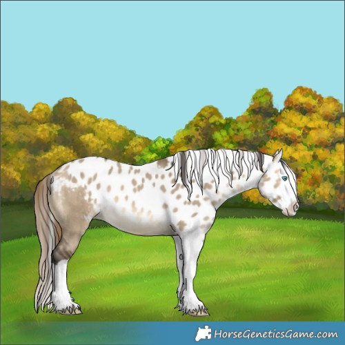 Horse Color:Buckskin Dun Splash Skewed LP Spotted Rabicano 
