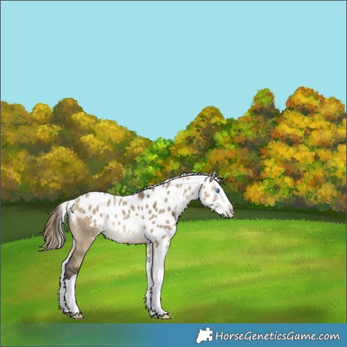 Horse Color:Buckskin Dun Splash Skewed Appaloosa Rabicano 