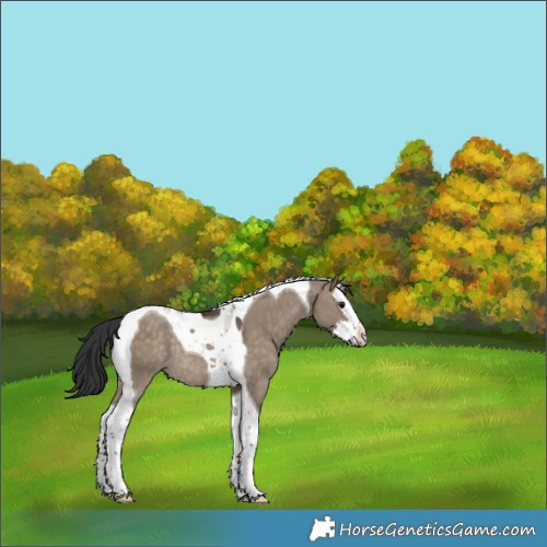 Horse Color:Brown Dun Splash Tobiano Rabicano