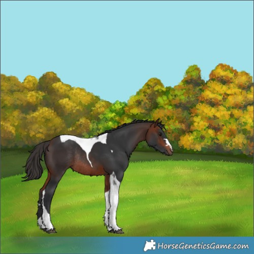 Horse Color:Bay Tobiano Rabicano 