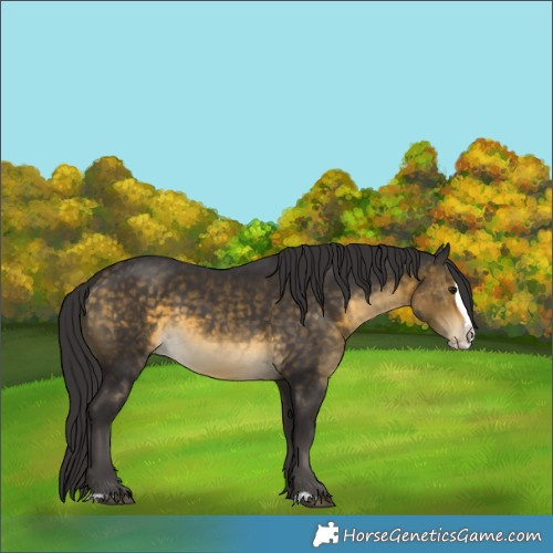 Horse Color:Buckskin Splash Rabicano 