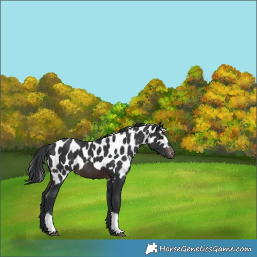 Horse Color:Brown Tobiano Skewed Appaloosa Rabicano 