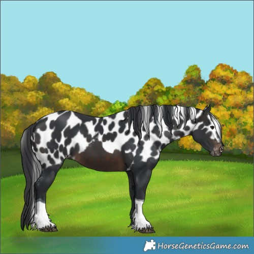 Horse Color:Brown Tobiano Skewed LP Spotted Rabicano 