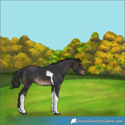 Horse Color:Brown Tobiano Rabicano