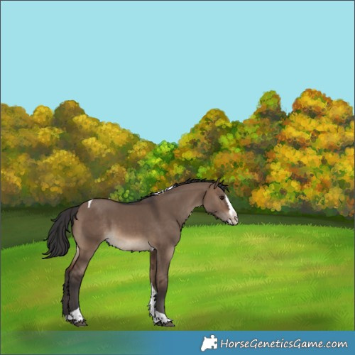 Horse Color:Brown Dun Splash Tobiano Rabicano 