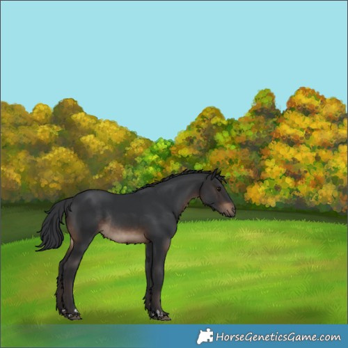 Horse Color:Brown Rabicano