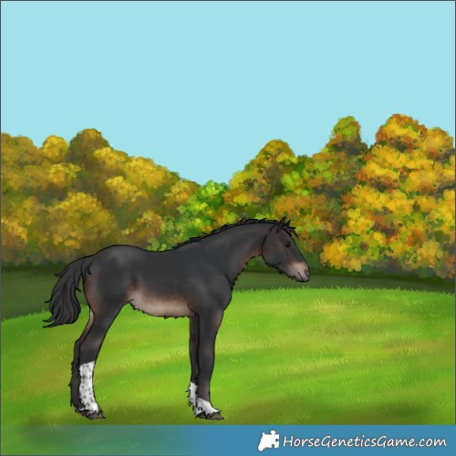 Horse Color:Brown Tobiano Rabicano 