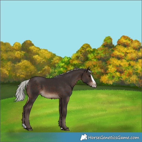 Horse Color:Silver Brown Splash Rabicano 
