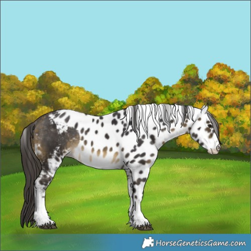 Horse Color:White Spotted Buckskin Skewed LP Spotted Rabicano 