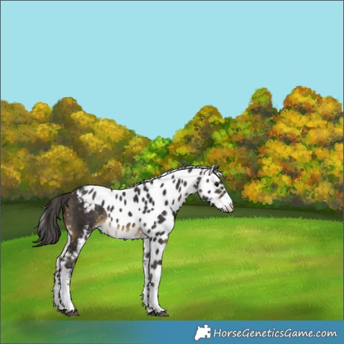Horse Color:White Spotted Buckskin Skewed Appaloosa Rabicano 