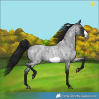 Horse Color:Gray Blue Roan Frame