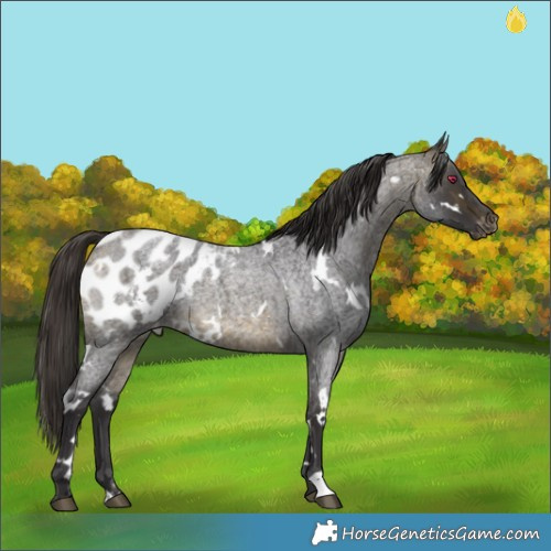 Horse Color:White Spotted Buckskin Roan Appaloosa 