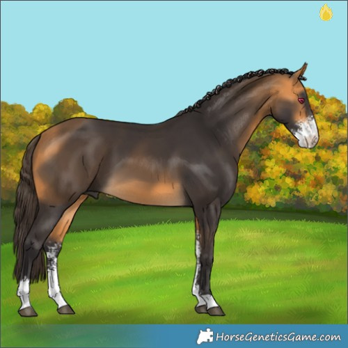 Horse Color:Buckskin Sabino 