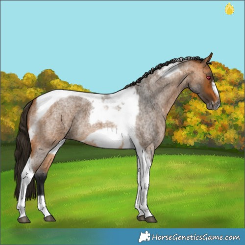 Horse Color:Gray Buckskin Roan Tobiano Frame 