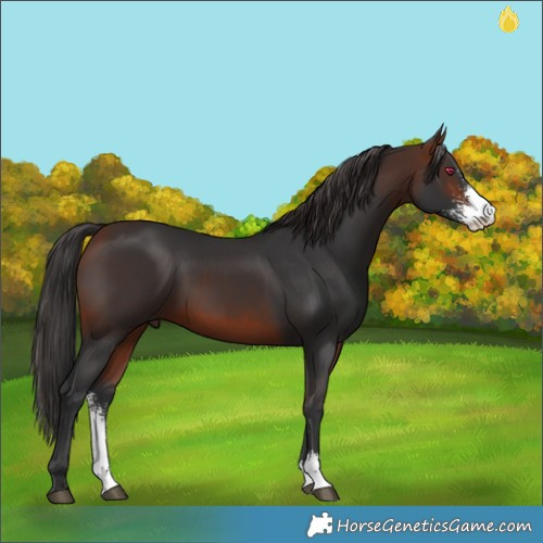Horse Color:Bay Sabino 