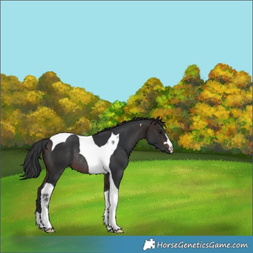 Horse Color:Brown Tobiano Rabicano