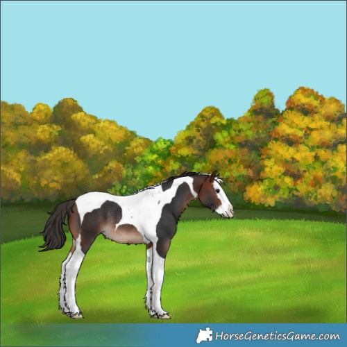 Horse Color:Bay Splash Tobiano Rabicano 
