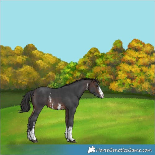Horse Color:Brown Sabino Tobiano Rabicano