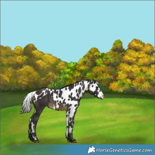 Horse Color:Buckskin Frame Skewed Appaloosa Rabicano 