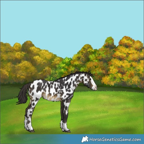 Horse Color:Buckskin Splash Near Leopard Rabicano 