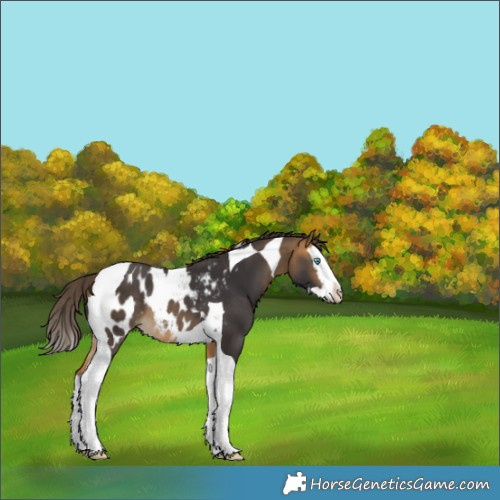 Horse Color:Buckskin Splash Tobiano Blanket Rabicano