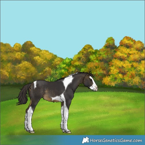 Horse Color:Buckskin Splash Tobiano Rabicano