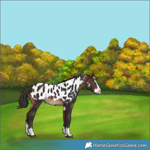 Horse Color:Bay Splash Skewed Appaloosa Rabicano