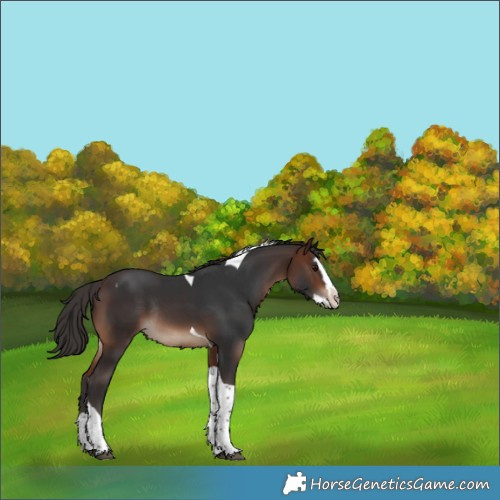 Horse Color:Brown Splash Tobiano Rabicano