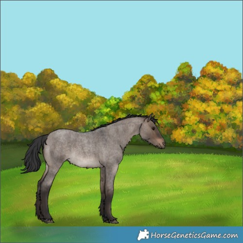 Horse Color:Brown Roan Dun Rabicano 