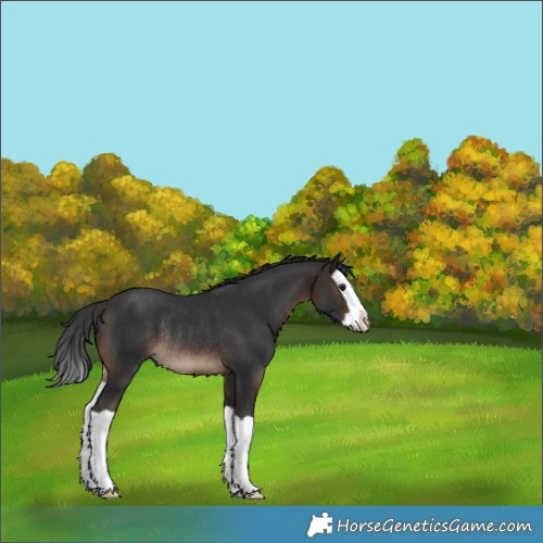 Horse Color:Brown Splash Rabicano 