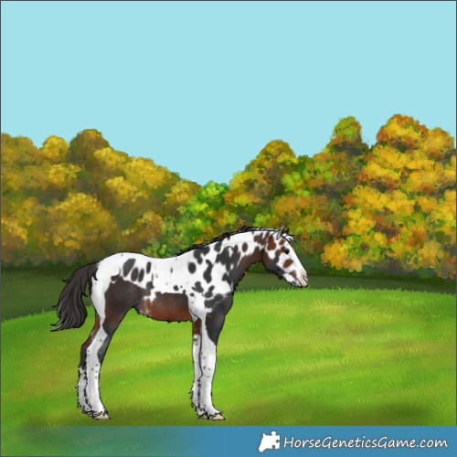 Horse Color:Bay Splash Tobiano Skewed Appaloosa Rabicano 