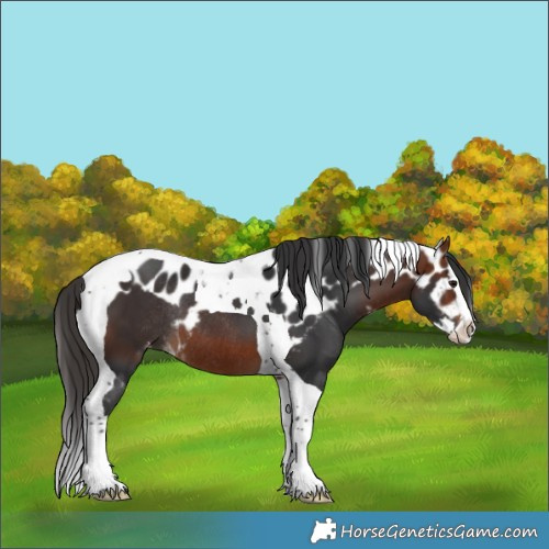 Horse Color:Bay Splash Tobiano Skewed Appaloosa Rabicano