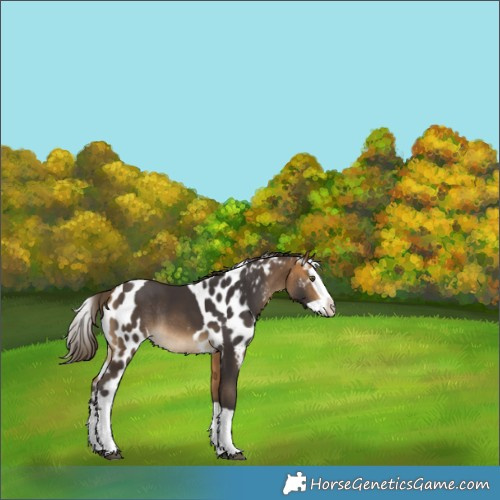 Horse Color:Buckskin Splash Skewed Appaloosa Rabicano 