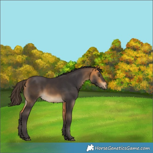 Horse Color:Buckskin Rabicano 