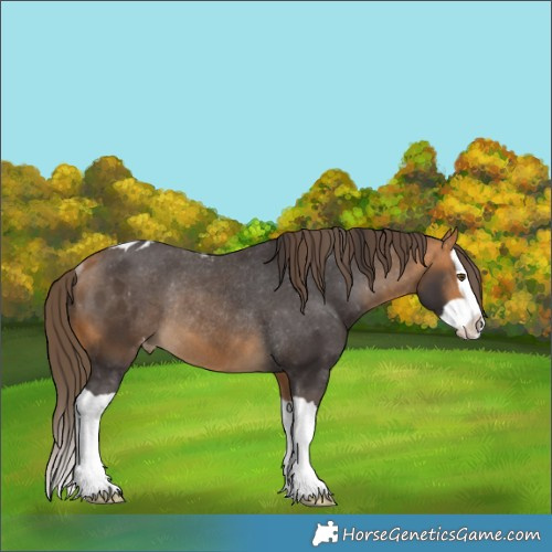 Horse Color:Buckskin Splash Skewed LP Spotted Rabicano