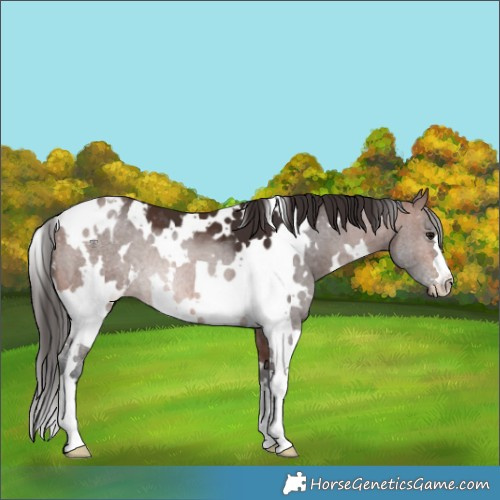 Horse Color:White Spotted Brown Appaloosa